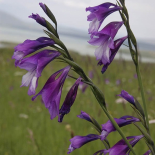 Gladiolus kotschyanus @North-east Turkey